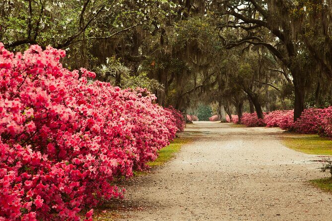 2-Hour Bonaventure Cemetery Walking Tour - The two-hour itinerary: how the route through Bonaventure actually feels