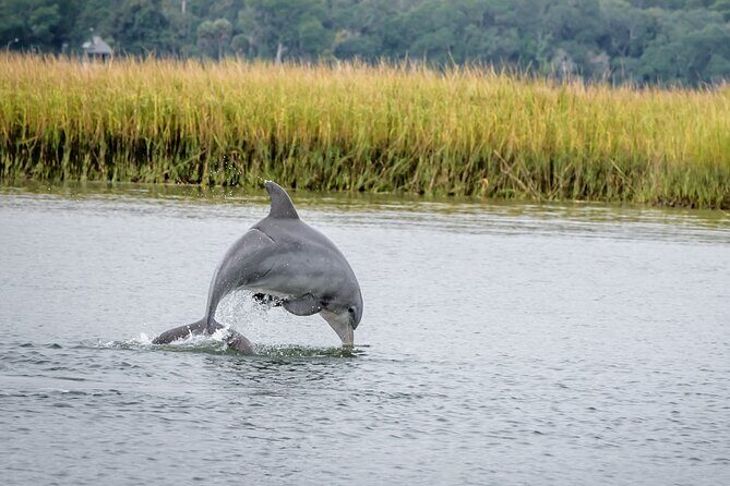 2 Hours Dolphin Eco Tour - Key highlights worth planning around