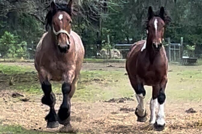 Horse Drawn Daytime Group Narrated Historic Overview Tour - What the 45–50 Minutes Really Covers