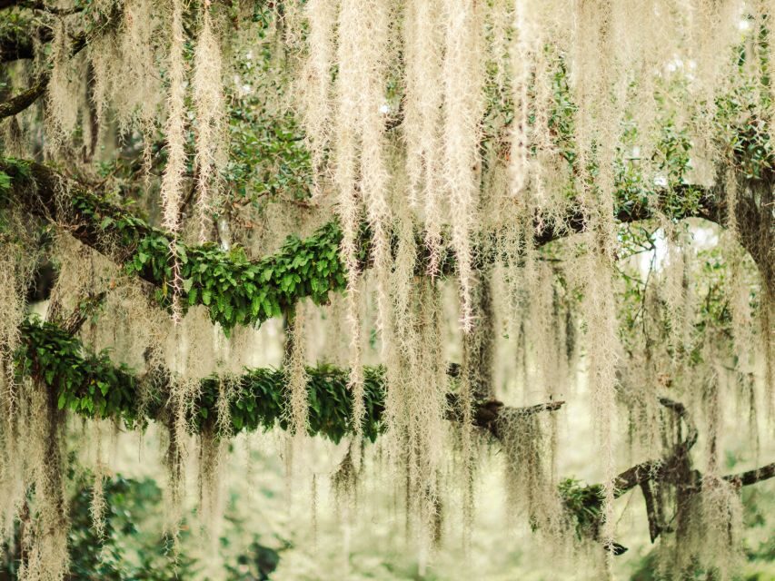 Savannah: Bonaventure Cemetery Tour - Key highlights worth your time