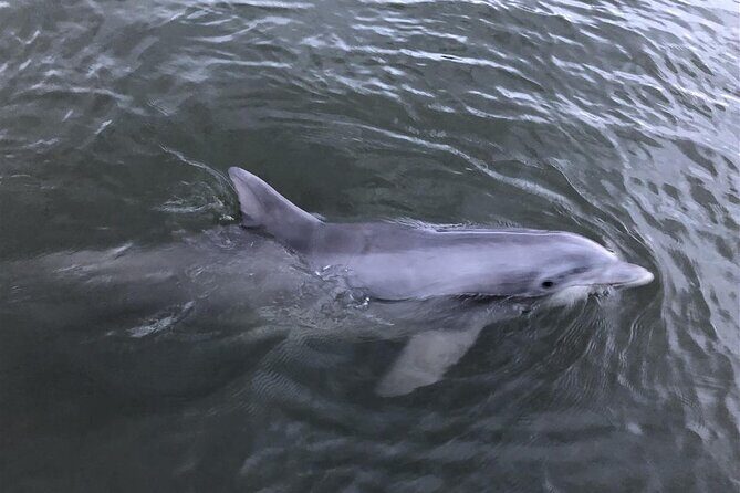 Savannah Coastal Dolphin Eco Tour - What’s Included (and What You’ll Want to Bring)