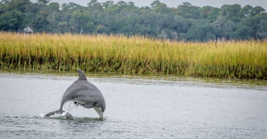 Savannah: Dolphin Spotting and Wildlife Eco Cruise - Quick take: what makes this Savannah cruise work