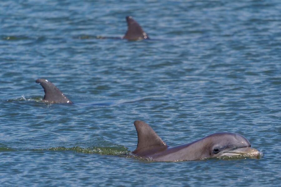 Savannah: Dolphin Spotting and Wildlife Eco Cruise - Who should book this dolphin spotting eco cruise?