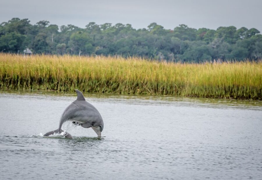Savannah: Dolphin Spotting and Wildlife Eco Cruise - River Explorer and the River Street vibe: the setting you’ll feel right away