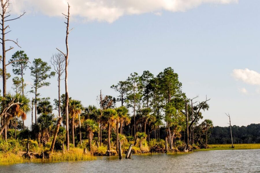 Savannah: Dolphin Spotting and Wildlife Eco Cruise - What happens during the 2 hours: dolphins, marshes, and working-port views