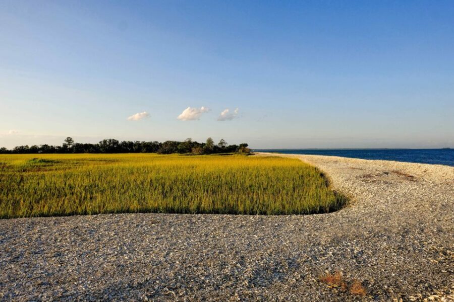 Savannah: Dolphin Spotting and Wildlife Eco Cruise - BYOB, drinks for sale, and how to pack for a breezy ride