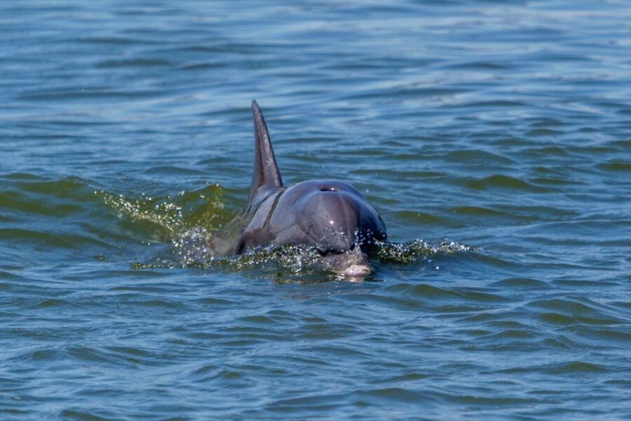 Savannah: Dolphin Spotting and Wildlife Eco Cruise - Restrooms and comfort details that matter for a 2-hour trip