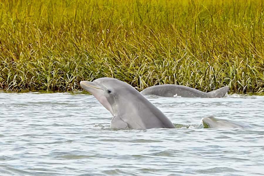 Savannah: Dolphin Spotting Eco Tour with Experienced Captain - From Westin Lobby to Open Water in About 15 Minutes