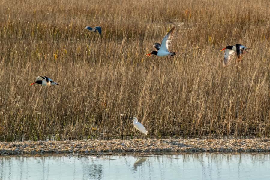 Savannah: Dolphin Spotting Eco Tour with Experienced Captain - Old Fort Jackson and the Coastal Empire Connection