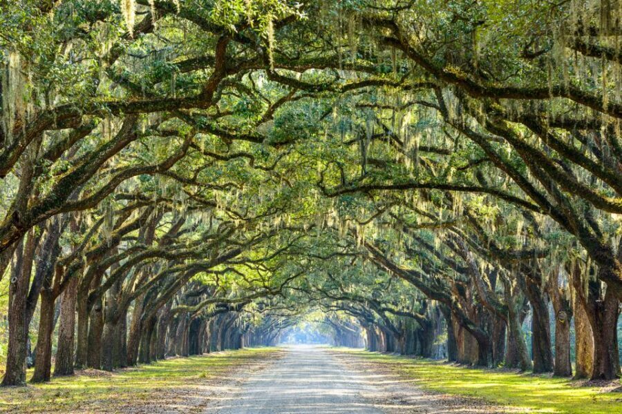 Savannah: History and Culture Walking Tour - Guides Who Actually Tell the Story: Humor, Context, and Names
