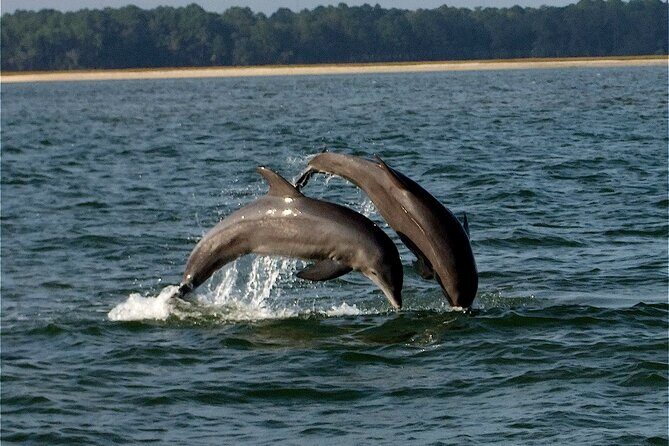 Savannah Sunset Dolphin Eco Tour - Key Highlights You’ll Actually Care About