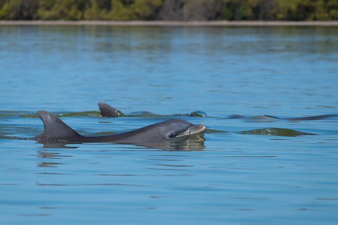 Savannah Sunset Dolphin Eco Tour - The Pace of a 2-Hour Cruise (and a Max of 13 People)