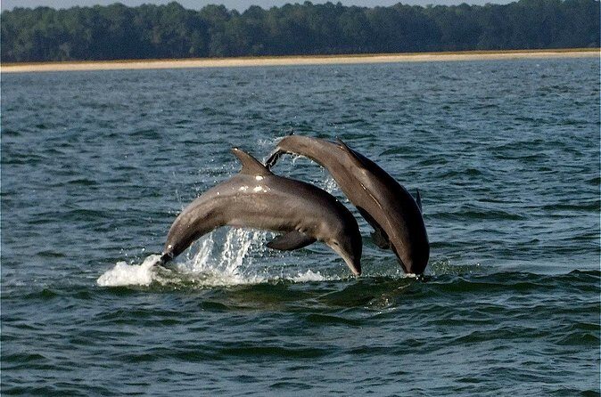 Savannah Sunset Dolphin Eco Tour - Who This Dolphin Eco Tour Fits Best