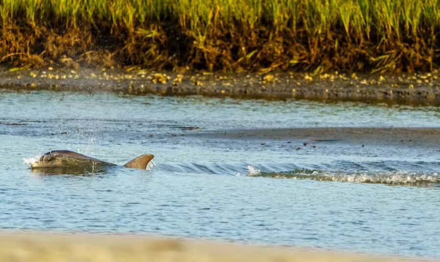 Savannah: Sunset Dolphin Watching Eco Tour by Boat - Key highlights worth your attention