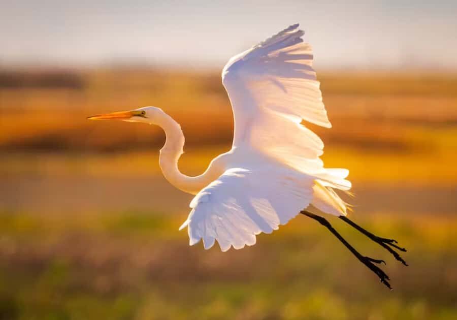 Savannah: Sunset Dolphin Watching Eco Tour by Boat - What you’ll do during the cruise: Savannah River sights in order