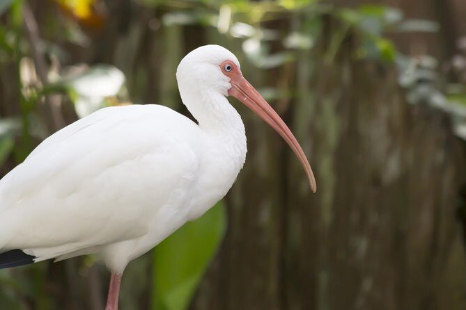 Savannah to Tybee Island with Dolphin Cruise - Key things to know before you go