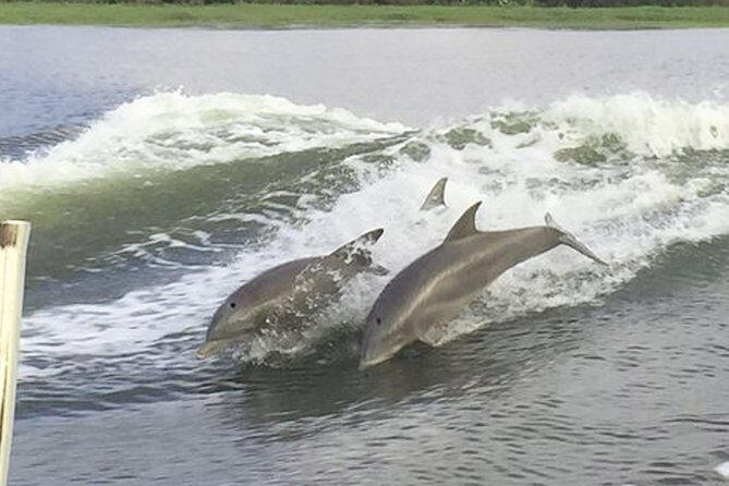Savannah to Tybee Island with Dolphin Cruise - Staff highlights: why guides make a difference on this kind of trip