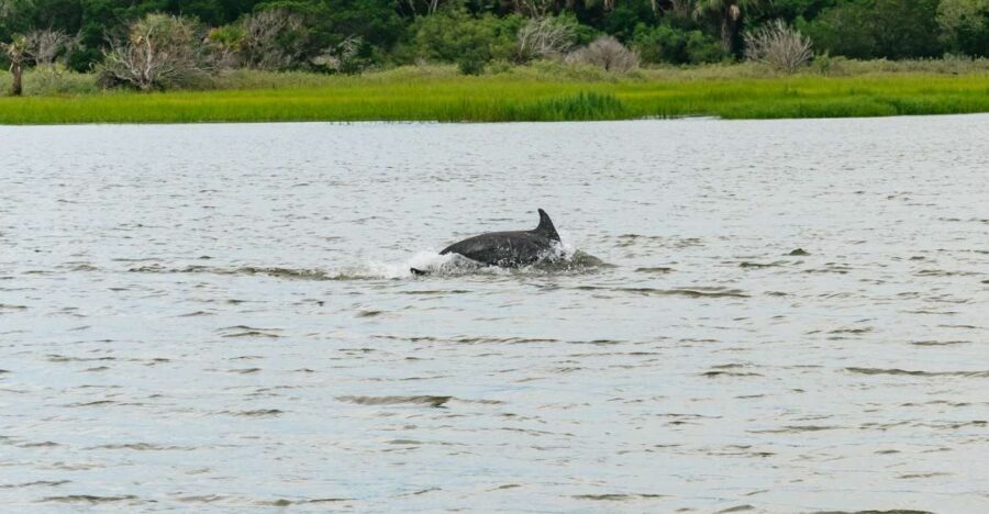 Savannah: Tybee Island Dolphin Tour - Key things that make this tour worth your time