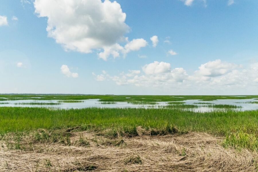 Savannah: Tybee Island Dolphin Tour - Wildlife stops: birds plus an alligator pond with 100+ reptiles