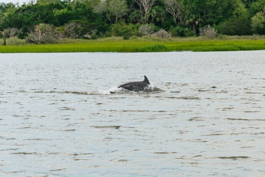 Savannah: Tybee Island Dolphin Tour - Getting to Tybee Island: trolley/bus and a paced start