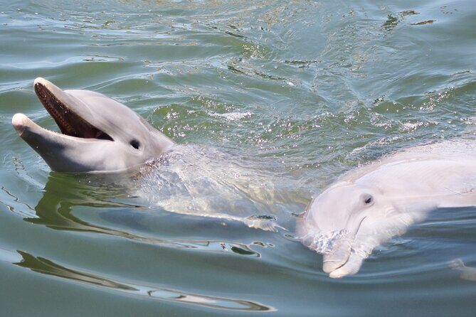 Sunset, Dolphin/Birding On A Private Guided Savannah Cruise - Key things that make this cruise worth your time