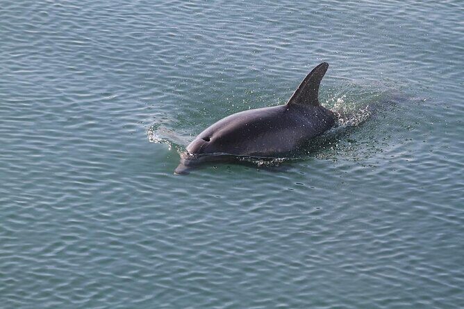 Sunset, Dolphin/Birding On A Private Guided Savannah Cruise - Meeting at 50 W Bluff Dr: your starting point and what to expect